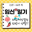 [임신일기] 13주 ~ 16주 : 먹덧끝, 해외태교여행결정,결혼1주년&amp;생일, 2차기형아검사, 한방이 성별공개!!