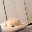 에그랑 | 제주 애견카페 추천 🐶 에그랑 다녀온 하이리보 솔직후기 🦴