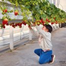 다은어린이집 | 진주 아이랑 실내 가볼만한곳 겨울방학 딸기체험 다은딸기 후기