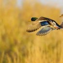 청수축산 이미지