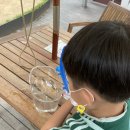 올챙이