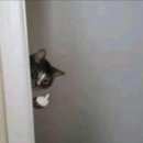 나만고양이없어 이미지