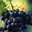 스킨오가닉 이미지