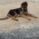 나의 반려견 이미지