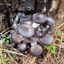 느타리공원 이미지