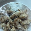 고서방짬뽕 | [제주 | 아라동] 제주시 중식 맛집 웨이팅 없이 배달 후기 : 고서방짬뽕