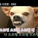 랑이 이미지