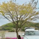 창포리 크로바펜션 앞 | 인천 강화도 크로바 캠핑장 차박│명당자리 내돈내산 솔직 후기, 충남서산집 꽃게탕 맛집 사랑ෆ