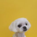 댕그루밍 이미지