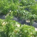 미실농장 이미지