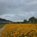 석교주유소 개방화장실 | 2025 창릉천 코스모스 축제 미리 다녀왔어요! 서울 근교 가을 나들이 코스로 최고