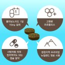 렉스 이미지