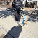 아이펫살롱 | 이누아이펫뷰티살롱 / 배냇미용 / 내돈내산