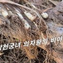 [산부추] 삼천궁녀를 그느린 의자왕의 비아그라. 이미지