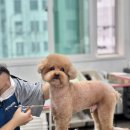 수 애견미용 이미지