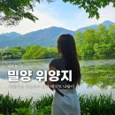 (주) 엠에스게임 | [경남 밀양] 위양지 이팝나무 호수 나들이 산책 드라이브 데이트