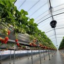 자매농장 이미지