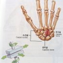 `스트라이크 존` 근육 강화하면 관절-척추 병원 갈 일 없다 이미지