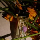 간지나 개 이미지