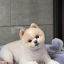 PET.꾸밈 이미지