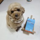 내품에동물병원 | 강아지&amp;고양이 동물병원 전용 유산균 추천-[바프독X농심 반려다움] 프레쉬프로바이오틱스