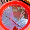 용문시장 이미지