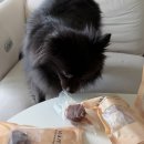 별이 펫푸드 | 강아지 자연식 와락펫푸드 주먹밥 수비드 화식 추천 후기