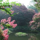 배롱나무 Daum카페