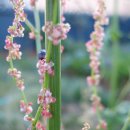 소렐(Sorrel) 이미지