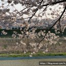 해미천 | 충남 서산 한적한 벚꽃길 명소 해미천 벚꽃 개화 상황 방문 후기