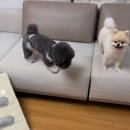 댕댕이의 품격 이미지