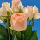 시조마을 | 시조(時調) : 조선 중기시대 《기생 계량》 「桂娘」 이화우(梨花雨) 흩뿌릴 제