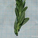 들다닥냉이Lepidium campestre (L.) W.T.Aiton(배추과 다닥냉이속) 이미지
