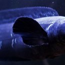 로얄수족관 이미지