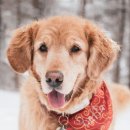 슬기로운 생활 매듭 | [강아지 TIP] 산책 못 가는 날, 10분 만에 떡실신! 집에서 하는 초간단 노즈워크