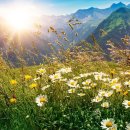 Mountain Meadow Peace, Beautiful Relaxing Music, Peaceful Soothing Instrume 이미지