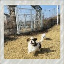 강아지 천국 이미지