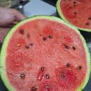 미담이네농장 | 수박 자르는법 흑수박 더 맛있게 먹는 방법 미담뜰 고당도흑수박 후기