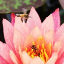 연꽃향기 이미지