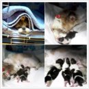 주주클럽 애견샵 이미지