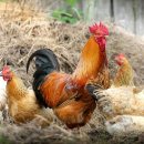 유예농장 이미지