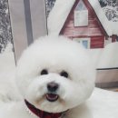 예쁘댕 이미지
