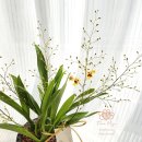동래세무서 | 부산 첫인사 승진 영전 축하화분배달 금정구 해운대 동래 강서구 연제구