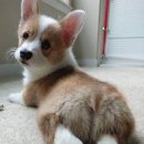 발편한동물병원 이미지