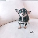 굿펫샵컴퍼니