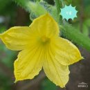 도전농장 이미지