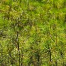 이롬황성주생식 이미지