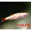 코이 이미지