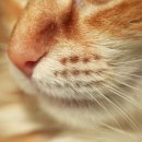 로얄 도그앤캣 메디컬센터 이미지