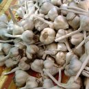 덕산농협 농산물산지유통물류센터 | 농협 공판장 인터넷 통합거래시스템 바로가기 (간편)